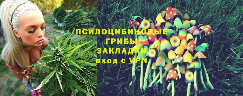 hydra ссылка  Черкесск  Галлюциногенные грибы Psilocybe  купить наркотик 